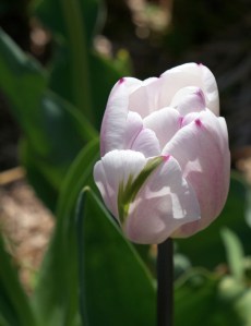 elliot-sternc2a9-2013-tulips-000191